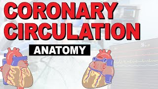 The Anatomy of the Coronary Circulation [upl. by Nlyak124]