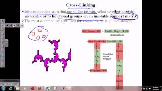 Enzyme immobilization [upl. by Gellman]