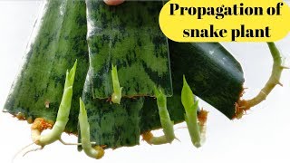 snake plant Propagation by leaf cutting with full update [upl. by Ahsik]