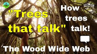 The WOOD WIDE WEB  how trees talk to each other Suzanne Simard forest trees documentary [upl. by Dorise]