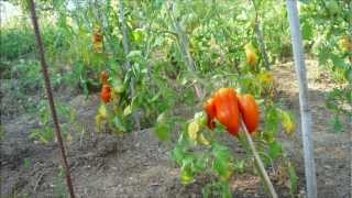 TOMATES DES ANDES ANDINE CORNUE [upl. by Adnorehs515]