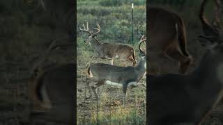 “Ashes to ashes dust to dust” How far do you think he ran deerhunting bowhunting hunting [upl. by Martine]