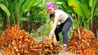 quotHarvesting Turmeric Garden to Sell at Market  Cooking Alone Roast Duck  Trieu Mai Huongquot [upl. by Tamaru429]