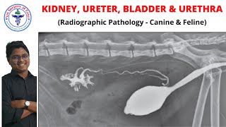 Urinary System  Radiology  Lecture 04 [upl. by Marrin]