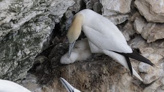 Northern Gannet Cleaning its Chicks Feathers [upl. by Derwin319]