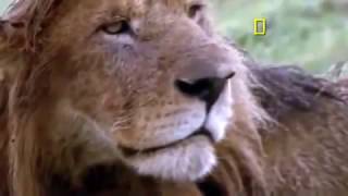 Documental de Leones Desde que Nacen Hasta que Mueren Documentales National Geographic Español [upl. by Sholes]