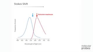 Molecular Probes Tutorial Series— Anatomy of Fluorescence Spectra [upl. by Ettenej29]