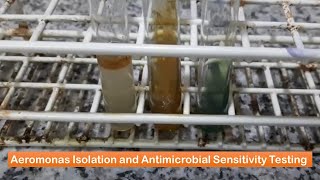 Aeromonas Isolation and Its Antimicrobial Sensitivity Testing [upl. by Siver209]