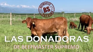 LAS DONADORAS DE BEEFMASTER SUPREMO EPISODIO 39 [upl. by Nevla]