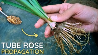 How to Grow Tuberose Plant  Tuberose Propagation [upl. by Danny452]