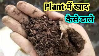 Hamelia Plant Best Fertilizer and Quantity and timing  How to fertilize your Plant for Best Result [upl. by Neelyar463]