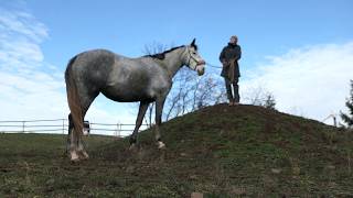 Vom Fohlen zum Reitpferd  Vorbereitung fürs Gelände mit Rubielle im Trail  Zusatzvideo [upl. by Ardnala]