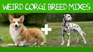 Top 16 Gorgeous Corgi Mixes That You Didnt Know Possible [upl. by Arek135]