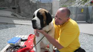 st bernard dog show [upl. by Siram]