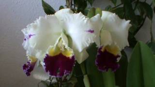 Cattleya  Nov 20115 [upl. by Tahp]