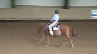 Reitturnier Westernreiten in Balingen  Reichenbacher Hof 20102024 [upl. by Ninel]