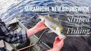 1k Striped Bass  Striped Bass Fishing in the Miramichi River [upl. by Sturdivant]