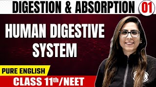 DIGESTION amp ABSORPTION 01  Human Digestive System  Zoology  Pure English  Class 11thNEET [upl. by Fennell]