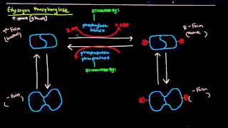 Glycogen Part 4 of 4  Regulation of Glycogen Metabolism [upl. by Tamma431]