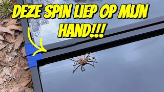 ER KRUIPT EEN DIKKE SPIN OVER MIJN HAND 260 [upl. by Ateval494]