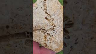 Crinoid Fossil fossil ancient rockhounding [upl. by Isherwood]