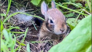 12 Day Old Cottontail Bunny Emerges from Flower Pot NestForm and Then Returns [upl. by Misak]