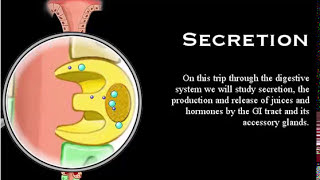 Digestive System Secretion part 3 Mechanism Secretion HCl Pepsinogen Pancreatic Juice [upl. by Hy554]