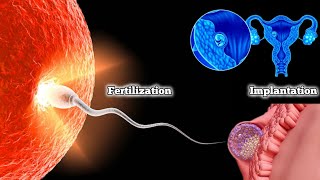 Fertilization and Implantation Process  Baby Development in the Womb [upl. by Mozelle]