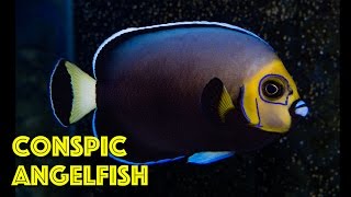 Rare Conspicuous Angelfish [upl. by Sonja]