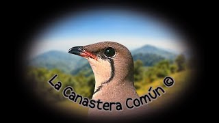 🕊️ La Canastera Común 🕊️ [upl. by Packer]