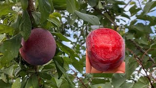 Dapple Dandy Pluot Taste Test [upl. by Dibbell779]