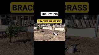 Do you know about BRACHIARIA GRASS [upl. by Neeuq773]