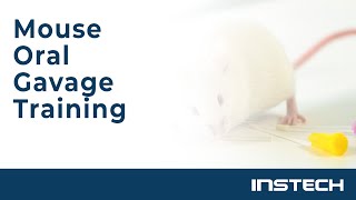 Mouse Oral Gavage Training [upl. by Rafiq]