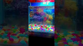 poetry shayari love song fish aquarium aquariumpets guppy mollyfish [upl. by Assillem]