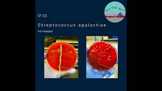 123 Streptococcus agalactiae rerelease [upl. by Ani]