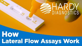 How Lateral Flow Assays Work [upl. by Helenka]