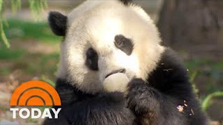 Smithsonian Zoo Celebrates 50 Years Of Its Giant Panda Program [upl. by Williamson]