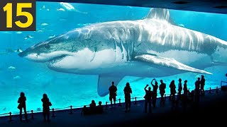 15 Facts About the Largest Shark In The World  MEGALODON [upl. by Fessuoy]