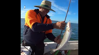 Western Port Bay Fishing  BIG WHITING on snapper rigs plenty of pinkies and more [upl. by Jara]