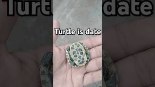 Turtle ki ho gai date 🐢🥺turtle shortsfeed shorts dateturtledatefarming kasboviralshot [upl. by Otrebire]