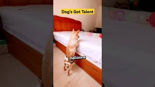 This Remarkable Dog is a Rubber Band Sniper Hitting Balloons with Precision👍 [upl. by Aem]