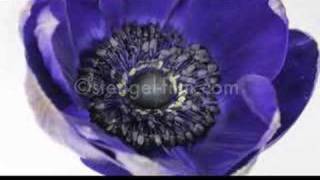 Anemone Blume Zeitraffer  anemone flower timelapse [upl. by Aranaj]