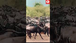 The MOST Incredible Animal Migrations [upl. by Maite586]