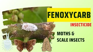 Fenoxycarb insecticide controlling moths scale insects and other pests on fruits ad vegetables [upl. by Anak862]