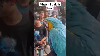 Macaw bird in Mirpur1 pakhir haat [upl. by Nama312]