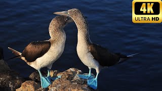 Piquero de patas azules Mini documental completo en español [upl. by Annnora668]