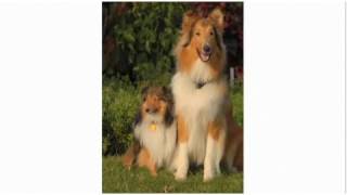 Pros amp Cons of a Collie  Dog Breeds [upl. by Ahsercal]