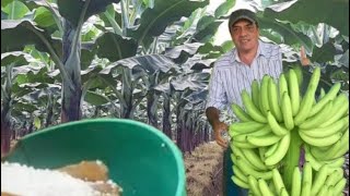 LAS FUENTES DE NITRÓGENO MÁS UTILIZADA EN PLATANO Y BANANO [upl. by Zorina]