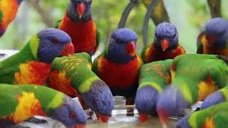 Rainbow Lorikeet Trichoglossus haematodus at Birchgrove Oval 11423 [upl. by Elephus295]