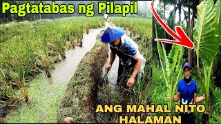 PAGTATABAS NG PILAPIL ANG MAHAL NG HALAMAN NA ITO PANLAGAY SA KUBO [upl. by Nawuj]